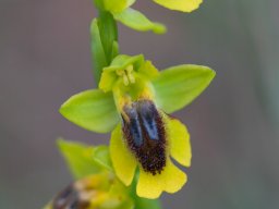 25_Ophrys_lutea